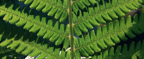 Wall Mural - fern green fresh shoots and foliage