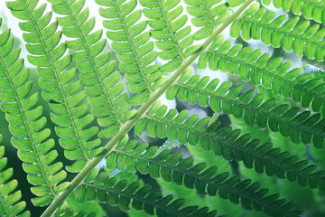 Wall Mural - fern green fresh shoots and foliage