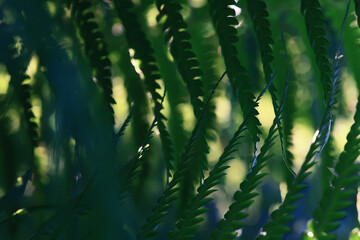 Wall Mural - fern green fresh shoots and foliage