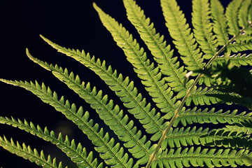 Wall Mural - fern green fresh shoots and foliage