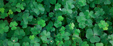 St. Patrick's Green Background Grass Leaves Ireland Spring