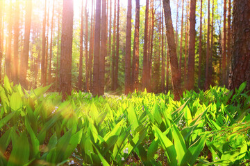 Wall Mural - lilies of the valley leaves green background, nature fresh green garden texture