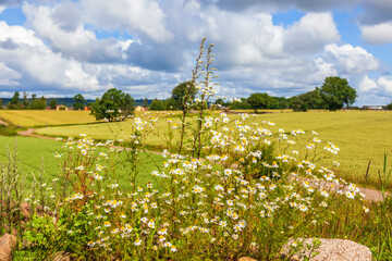 Canvas Print - Chamomile flower in a  rural landscape