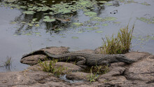 A Big Nile Crocodile Sunbathing