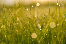 The Morning Dew Drops Of Water Close Up Photography On Fresh Grown Spring Grass Field. Landscapes Of Springs During Sunrise.