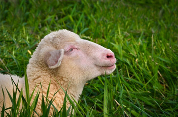 Closeup portrait of a  very cute, flurry wooly white lamb in the green grass