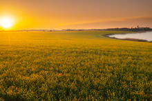 Blooming Yellow Rapeseed Field Aerial Drone View Photographed During A Beautiful Spring Sunrise. Agriculture And Biotechnology Industry. Rapeseed Is Used To Produce Colza Oil.