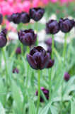 Fototapeta Tulipany - Bright purple tulips flowers close up. Selective focus. Spring or summer concept. Spring background. Greeting festive card