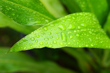 Poster - water droplets on leaves nature background after rain