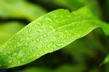 Poster - water droplets on leaves nature background after rain