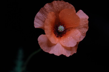 Wall Mural - One red poppy on a black background