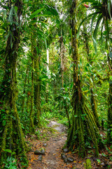 Poster - Hiking trail in Amazon Rainforest. Puyo, Ecuador. South America.