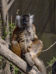 Wall Mural - The female Black Lemur, Eulemur m. Macaco, basks in the sun.