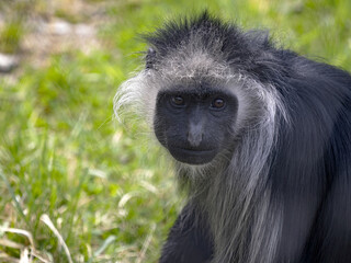 Wall Mural - Portrait of King Colobus, Colobus polykomos, female observing surroundings.