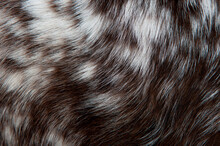 Beautiful Spotted Fur Close-up. Texture Of Brown Animal Wool. Dog Fur.