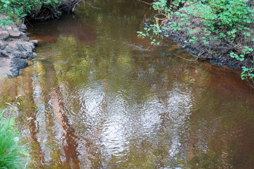 Clsoe up of tree roots growing in to a river