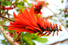 Indian Coral Tree, Or Erythrina Variegata Flowers On A Tree