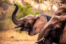 Elephant In Kenya. Safari In The Masai Mara Tsavo National Park. The Red Elephants In The Wild. Beautiful Travel Photo From Africa