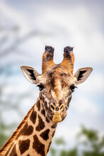 Close-up Of A Giraffe Head In Tsavo, Kenya, Africa. Cute Giraffe With Sky Background. Safari, Wild Life