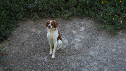 Poster - Spaniel breton