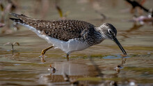Solitary Sandpiper Looking For A Meal On The Shoreline Of The Lake