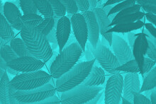Vegetable Mystical Background From Meadowsweet Leaves. Abstract Natural Wallpaper From The Foliage Of A Ornamental Shrub. Bright Turquoise Tinted Plant Backdrop
