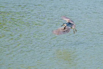 Canvas Print - Heron flying with open wings over the lake