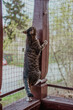 Bury kot domowy, bawiący się na osiatkowanym, bezpiecznym balkonie, zabawa, kotek