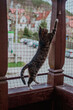 Bury kot domowy, bawiący się na osiatkowanym, bezpiecznym balkonie, zabawa, wspinaczka