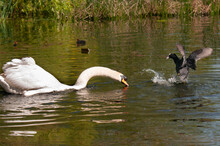 Coot And Swan In Protective Mode.