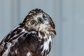 Wall Mural - Red tailed hawk sitting on a perch. Birds of Prey Centre, Coledale, Alberta, Canada