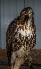 Poster - Red Tailed Hawk looks for foodBirds of Prey Centre Coleman Alberta Canada