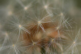 Fototapeta Dmuchawce - dandelion seed head