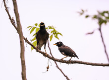 The Common Myna Or Indian Myna (Acridotheres Tristis) Chicks Are Rushing For Food As Soon As They See Their Parents On The Branch Of A Tree, So The Mother And Father Are Scolding Their Three Babies.