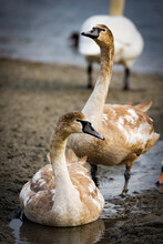Young Swans On The Beach