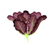 Vegetable Salad Lettuce Lollo Rosso Isolated On White Background. Sheet Of Curly Green And Purple Lettuce
