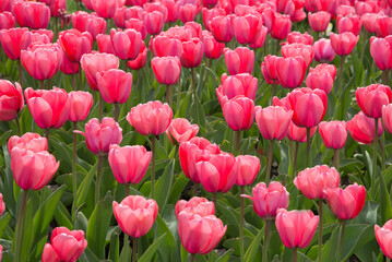 Sticker - Pink tulips bloom under sunshine in the garden.