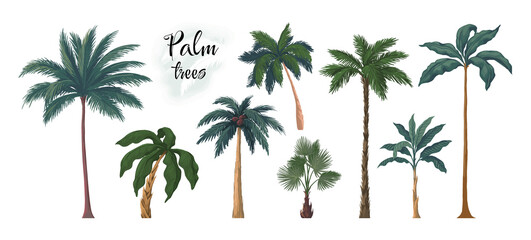 Palm tree. Summer exotic coconut or banana tree. Tropical plants. Trunks and fronds. Jungle foliage. Retro botanical beach background. Rainforest wood. Vector landscape elements set