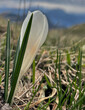 Weißer Krokus (Crocus) im Frühling in Nahaufnahme