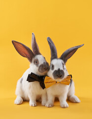 two Cute rabbits on a bright yellow background in a bow. funny animal