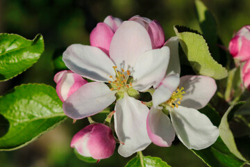 An apple blossom in detail with leafs on a branch in spring time.