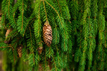 Brunches Of Spruce Needles With Cones Close Photo