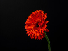 Red Gerbera Isolate With Small Drops Of Water On A Black Background
