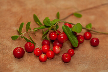 Wall Mural - Wild cowberry with green leaves on brown background