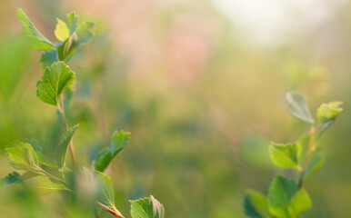 Wall Mural - green leaves on blurred nature background with beautiful bokeh and copy space for text.