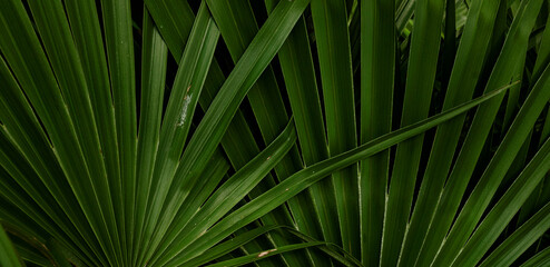 leaves background