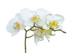 White blooming orchid flower