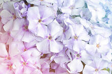 Natural Flower Background Of Pink And Lilac Hydrangea Close Up. Soft Focus