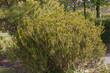Olearia nummularifolia a fragrant member of the asteraceae family