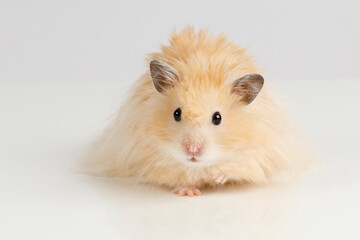 Canvas Print - fluffy Syrian hamster on a light background